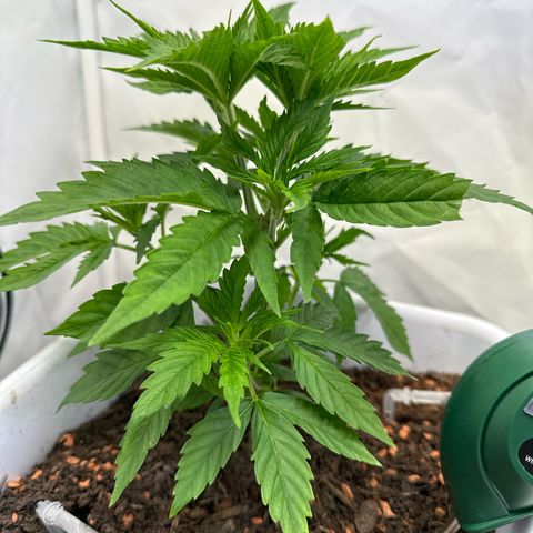 White Gold growlog timeline photo