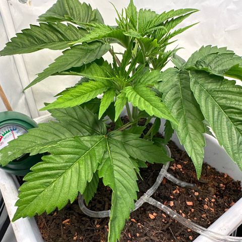 White Gold growlog timeline photo