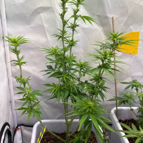 White Gold growlog timeline photo