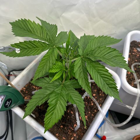 White Gold growlog timeline photo