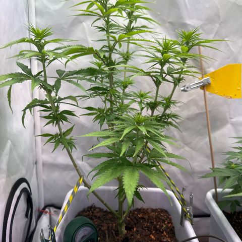 White Gold growlog timeline photo