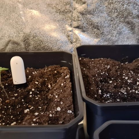 Runtz #1 growlog photo: Mis en grand pot R3 et première arrosage bio grow pour les trois plantes