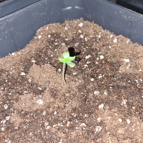 Runtz #1 growlog photo: Mis en grand pot R3 et première arrosage bio grow pour les trois plantes