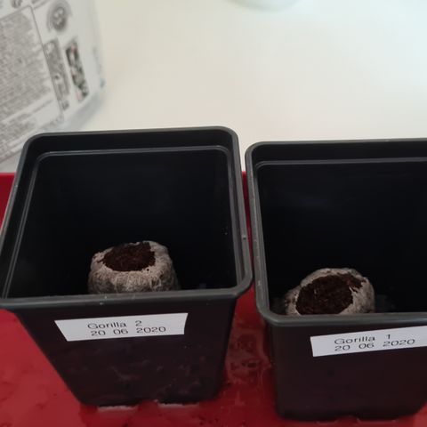 Expert gorilla auto #2 growlog photo: Mis en pastille de tourbe. Début de germination