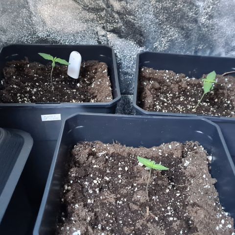 Runtz #1 growlog photo: Photos évolution R1,2 et 3