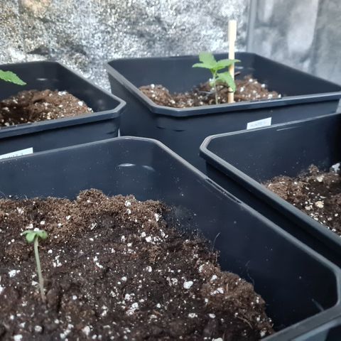 Expert gorilla auto #2 growlog photo: Mis en grand pot expert gorilla 2
