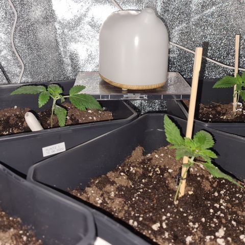 Expert gorilla auto #2 growlog photo: Photos de la expert gorilla 2