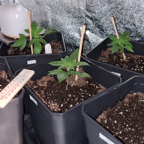 Runtz #1 growlog photo: Photos évolution