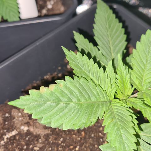 Runtz #1 growlog photo: Apparition de taches brunes sur R 1,2 et 3