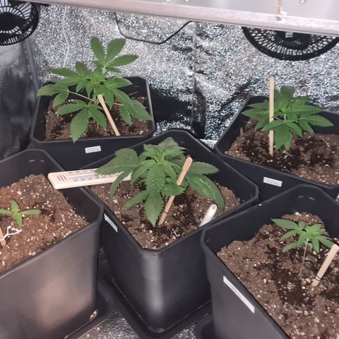 Runtz #1 growlog photo: Photos évolution
