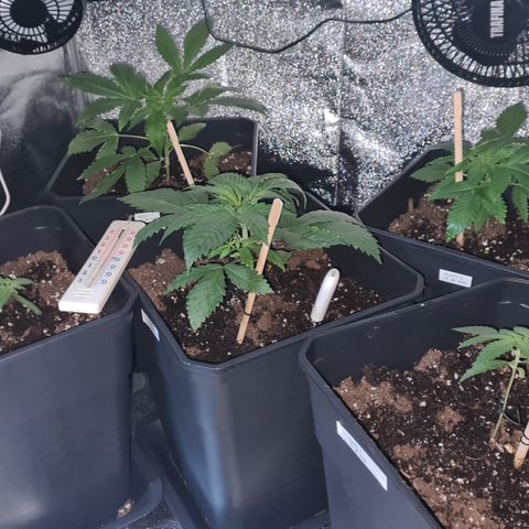 Runtz #1 growlog photo: Évolution des plantes