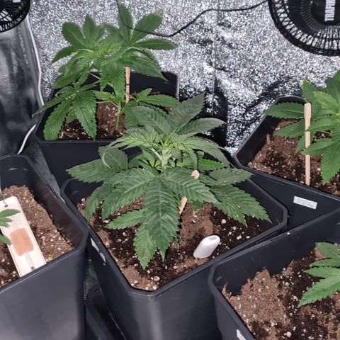 Runtz #1 growlog photo: Évolution