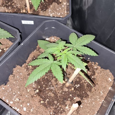 Expert gorilla auto #2 growlog photo: Évolution gorilla 2 et gorilla une (petit) 