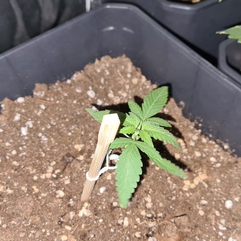 Expert gorilla auto #2 growlog photo: Évolution gorilla 2 et gorilla une (petit) 