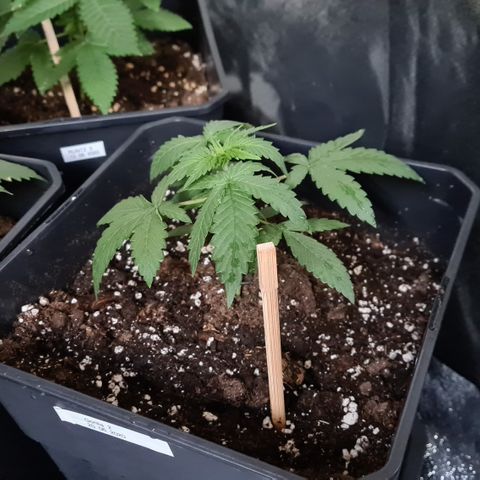 Expert gorilla auto #2 growlog photo: Évolution expert gorila 2