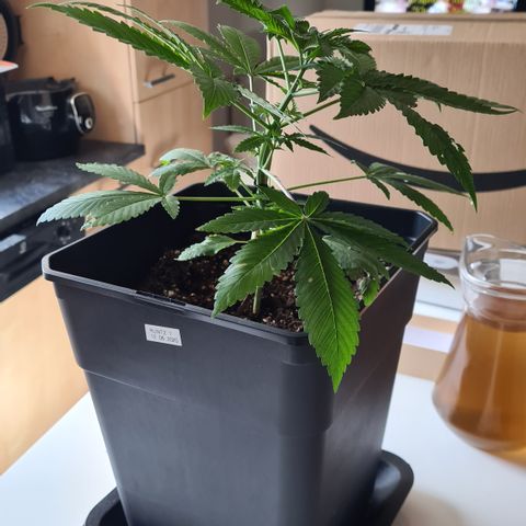 Runtz #1 growlog timeline photo