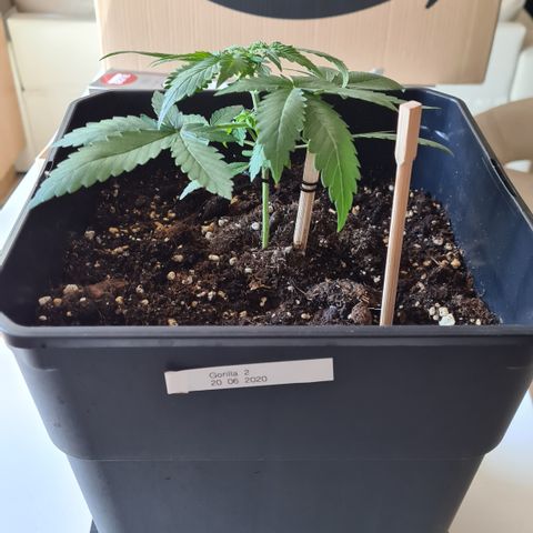 Expert gorilla auto #2 growlog timeline photo