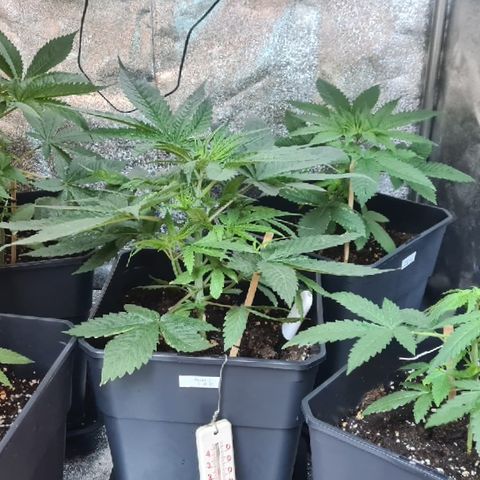 Runtz #1 growlog photo: Évolution vue d'ensemble