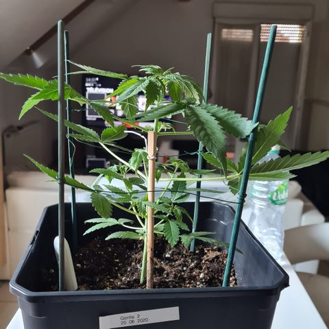 Expert gorilla auto #2 growlog photo: Tuteurage