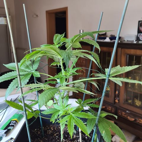 Runtz #1 growlog photo: Tuteurage
