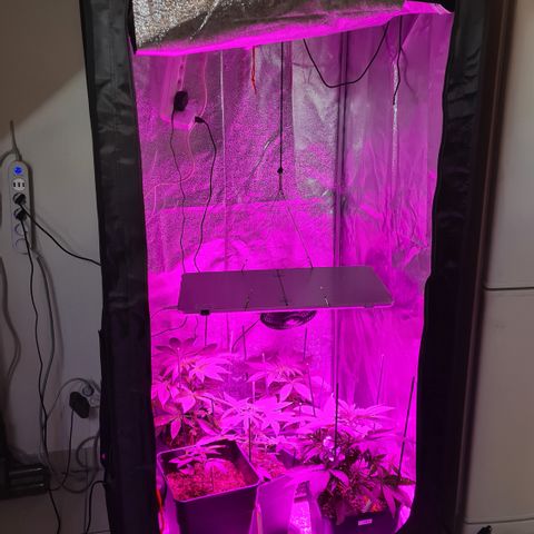 Runtz #1 growlog photo: Vue générale