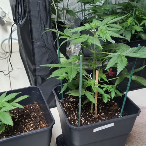 Expert gorilla auto #2 growlog photo: Photos évolution gorilla 1 et 2