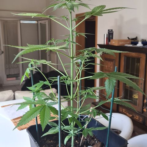 Expert gorilla auto #2 growlog timeline photo