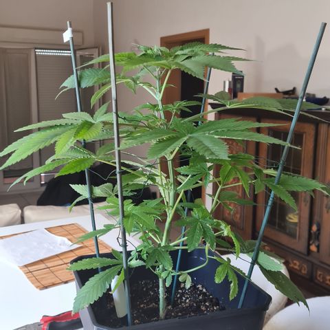 Runtz #1 growlog timeline photo