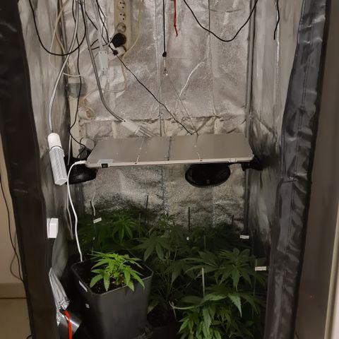 Runtz #1 growlog timeline photo