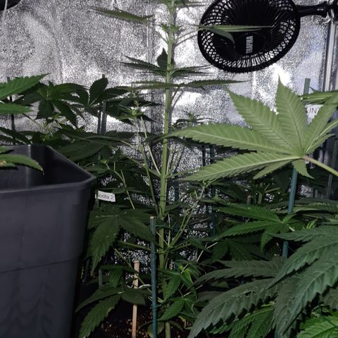 Expert gorilla auto #2 growlog photo: Elle a pris 6 cm et demi en 24 heures
