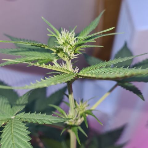 Expert gorilla auto #2 growlog timeline photo