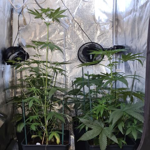 Expert gorilla auto #2 growlog timeline photo
