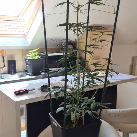 Expert gorilla auto #2 growlog timeline photo