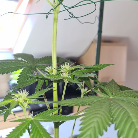 Expert gorilla auto #2 growlog timeline photo
