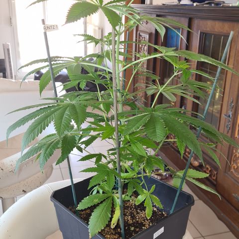 Runtz #1 growlog timeline photo