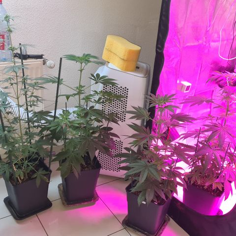 Runtz #1 growlog timeline photo