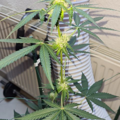 Expert gorilla auto #2 growlog photo: Les fleurs de la corilla 2 continue à s'accroître