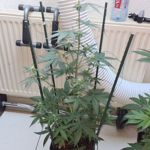 Expert gorilla auto #2 growlog timeline photo
