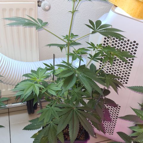 Runtz #1 growlog photo: Première apparition de petit pistil