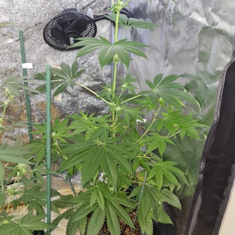 Runtz #1 growlog timeline photo