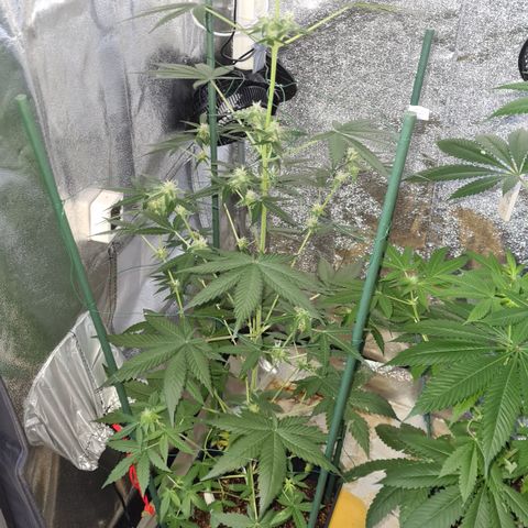 Expert gorilla auto #2 growlog timeline photo