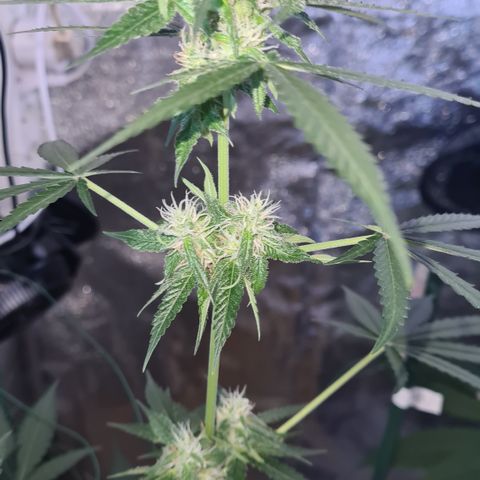 Expert gorilla auto #2 growlog timeline photo