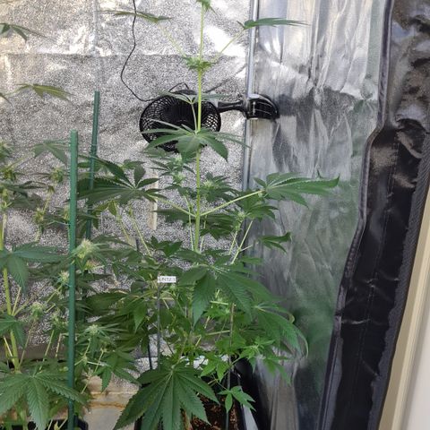 Runtz #1 growlog timeline photo