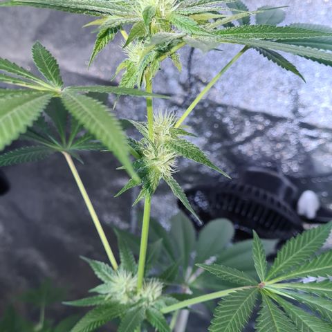 Runtz #1 growlog photo: Les textes de la Runtz 1