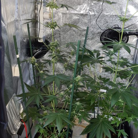 Expert gorilla auto #2 growlog timeline photo