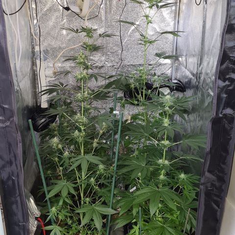 Runtz #1 growlog photo: Vue générale