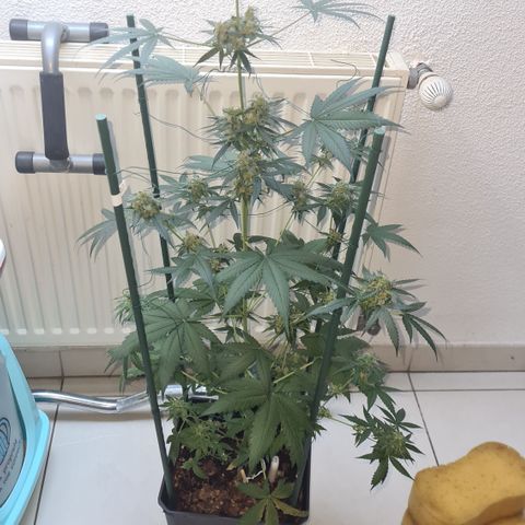 Expert gorilla auto #2 growlog timeline photo