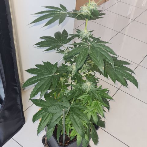 Runtz #1 growlog timeline photo