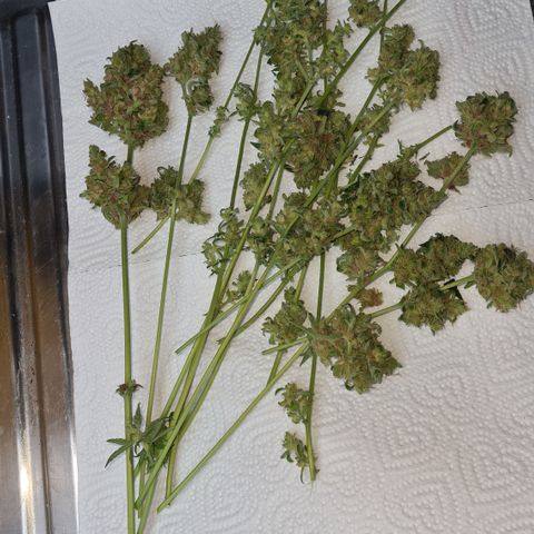Expert gorilla auto #2 growlog photo: Gorille la 2