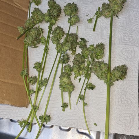 Runtz #1 growlog photo: Runtz 1